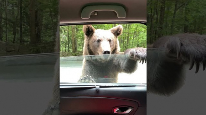 Wild Bear Wants a Ride