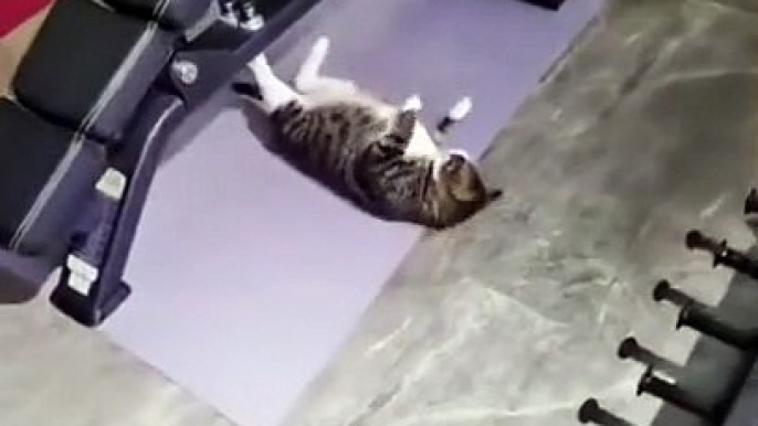 Ce chat fait des abdos à la salle de muscu