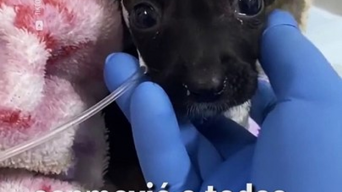 Un veterinario pinta manchas en el yeso de un dálmata recién operado ❤️‍ - Cosmpolitan México ✨