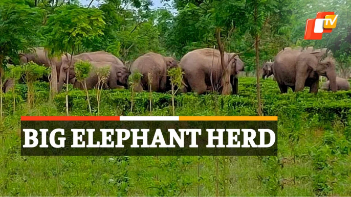 Big Elephant Herd Wreaks Havoc; Destroys Crops