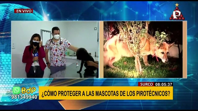 ¡Proteja a sus mascotas de los ruidosos pirotécnicos! especialista da los siguientes 'tips'