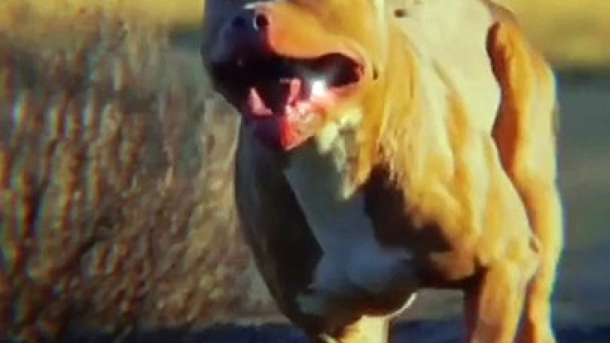 Bully The Pitbull - Dog Lover  - PetTok