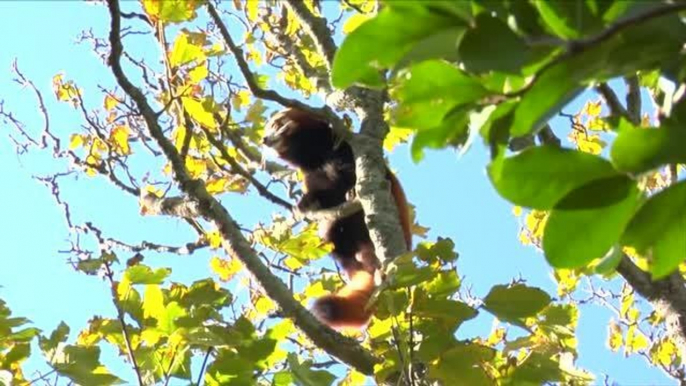 FEMME ACTUELLE - 5 trucs à savoir sur les animaux mignons