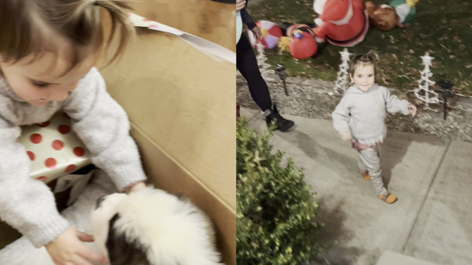 'Gentle toddler is happy to become a dog owner *Wholesome Christmas Puppy Surprise*'