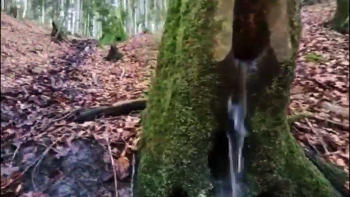 Arbre fontaine : l'eau coule du tronc