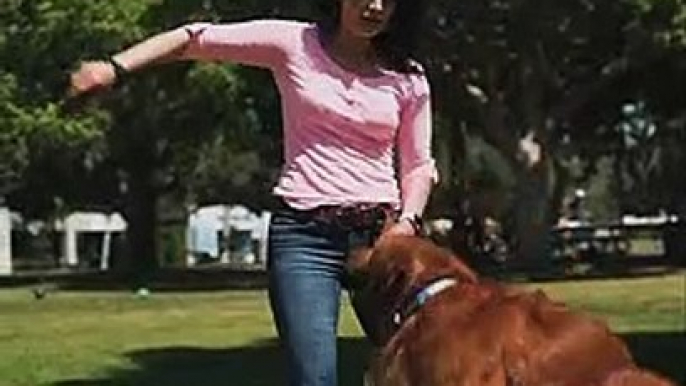 Woman Playing with a Dog - CUTE DOG 4K VIDEO - PETS WORLD #TIKTOK #SHORT #VIRAL