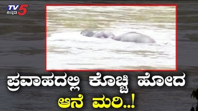 Baby Elephant Calf Drowns in the Flood | Wayanad Rain | Kerala Rain | Karnataka Rain | TV5 Kannada