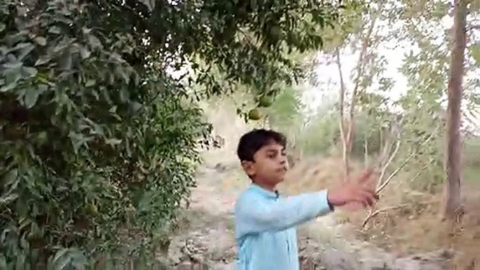 Sarim Ali in orange fields and many many goats are going near him | Sarim Ali school baby | Sarim Ali vlog | vlog in district Layyah | sarimshahid | صارف علی جب مالٹا کے کھیت میں گیا تو پاس سے بیڑیاں کا ریور گزرا۔