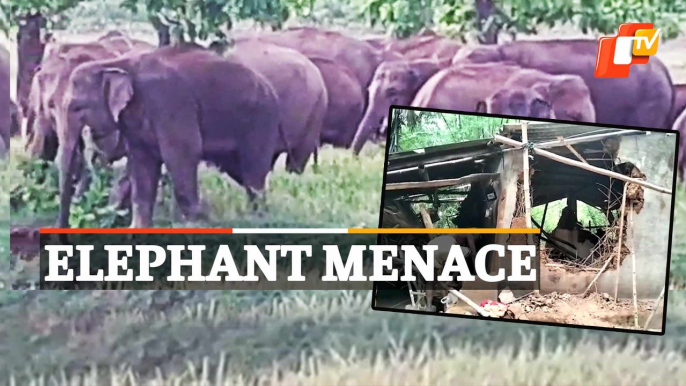 Elephant Herd From Jharkhand Wreaks Havoc In Baripada, Woman Killed, Houses Damaged