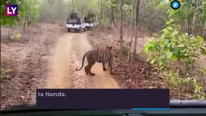 A Streak Of Tigers: IFS Officer Shares Video With Six Tigers Crossing Forest Path