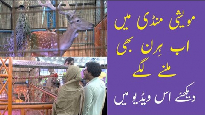 Hiran Ka Joda | Brahman Bull in Pakistan | Al Syed Cattle Farm | Sohrab Goth Mandi 2021| Bakra Mandi