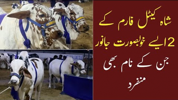 Karachi Gaye Mandi | Shah Cattle Farm 2021 Collection |  Cow Mandi Sohrab Goth | Bakra Mandi