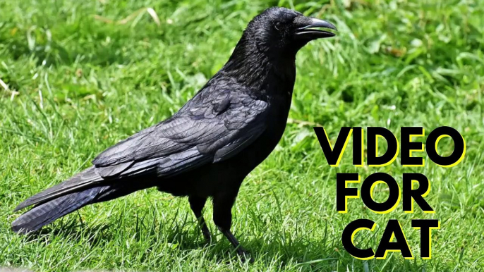 Crow Video For Cats For Kingdom Of Awais