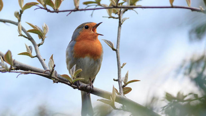 Une intelligence artificielle reconnaît désormais les chants des oiseaux