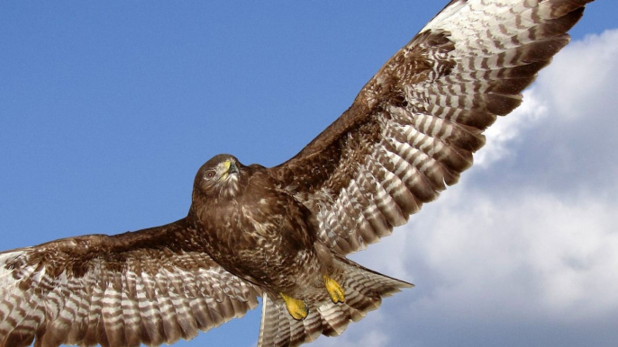 Pyrénées : Le poison, première cause de mortalité chez les rapaces