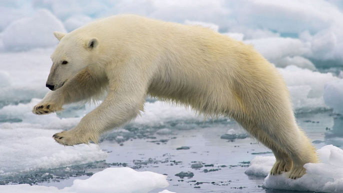 Des ours polaires affamés envahissent les rues en Russie