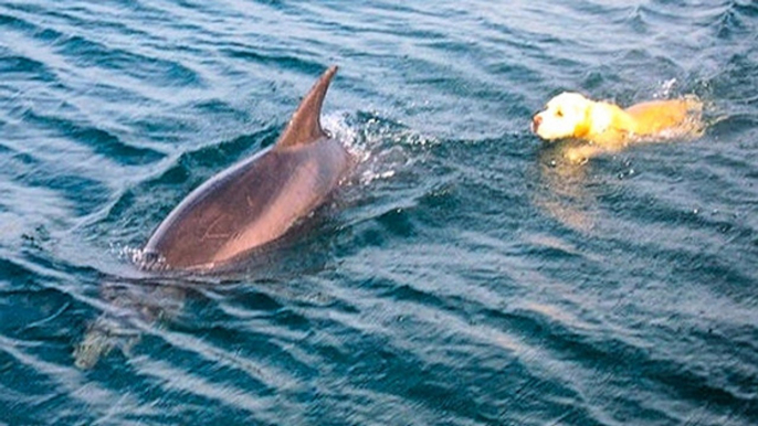 En Australie, un dauphin et un chien deviennent copains