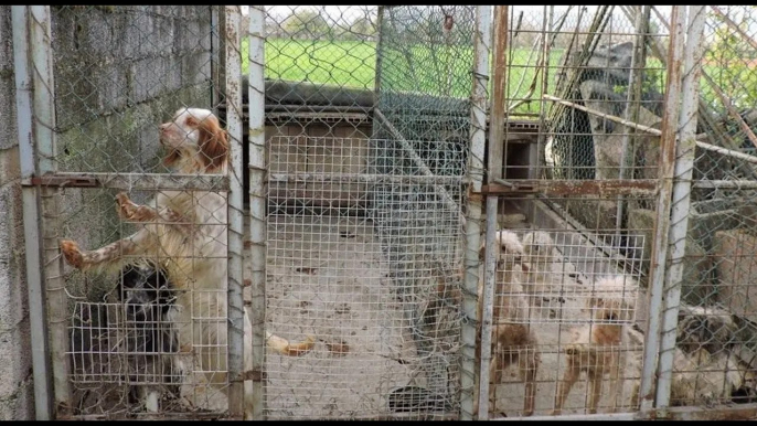 Blitz nel canile abusivo sgomberati e affidati all'Enpa 40 animali, al proprietario lasciati solo