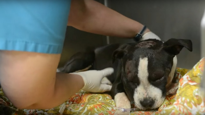 They Found This Pitbull Puppy In Terrible Condition After It Was Being Used In Dog Fights, Thankfully They Changed It's Life