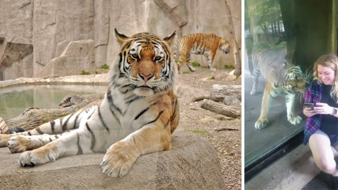 This Pregnant Woman Approached The Glass... And The Tiger Did Something Unbelievable