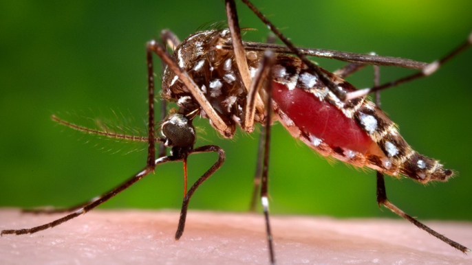 Dengue Fever: An Experiment In The Fight Against Mosquitos Yields Promising Results In Australia