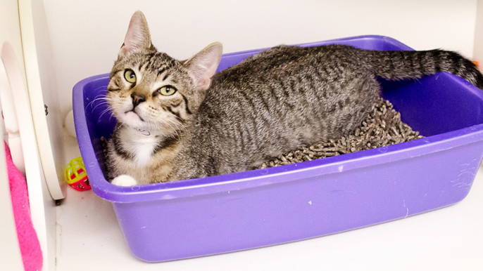 This Is The Perfect Trick If You're Sick Of Seeing And Smelling Your Cat's Litter Tray