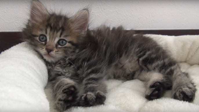 When She Adopted This Adorable Kitten, She Had No Idea He'd Turn Out Like This