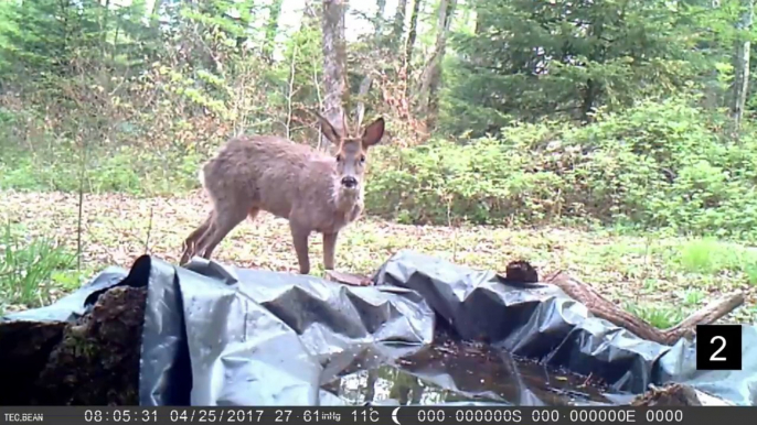 A beekeeper managed to film a dozen animal species over three years using a hidden camera