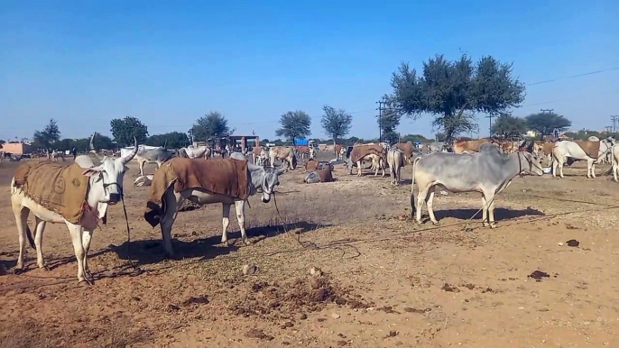 The world-class Ramdev cattle fair, which is buzzing with millions, is now reduced to thousands