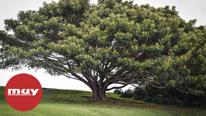 9000 especies de árboles están aún sin descubrir