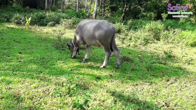 Relax Nature - See Indonesian Buffaloes Eating Grass in the Field