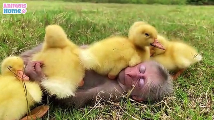 Petite sieste pour ce singe et ces bébés canards