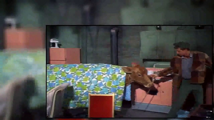 Green Acres S01E12 Lisa Has A Calf