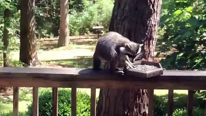 Une mésange vole un raton laveur qui vole un oiseau !