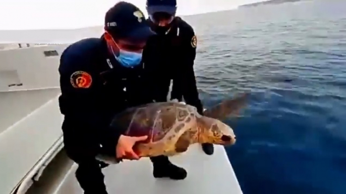 Lampedusa - Torna in mare "Fiamma", la tartaruga caretta caretta salvata dai carabinieri (28.01.22)