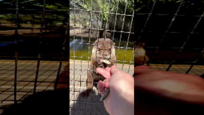 Rescued Otters and Their Cute Little Noises