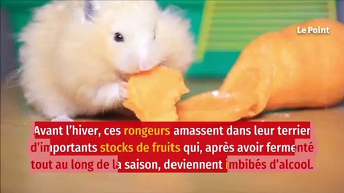 Les hamsters tiennent bien mieux l’alcool que les humains, selon une étude