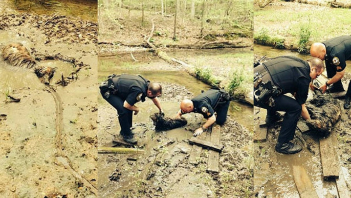 Dieser Hund war 3 Tage lang im Schlamm gefangen. Doch Polizisten kamen ihm zu Hilfe.