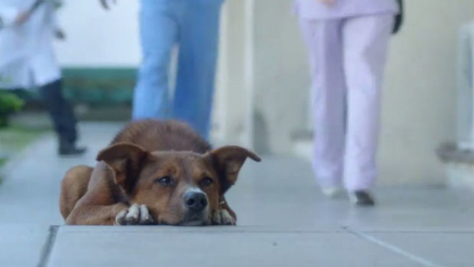 Ein Hund folgt seinem Herrchen bis zum Krankenhaus. Der Grund ist bewegend.