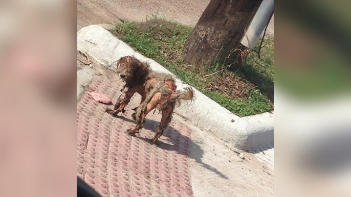 Das Foto dieses Hundes machte die Runde im Netz... und verhalf ihr zu einem neuen Leben