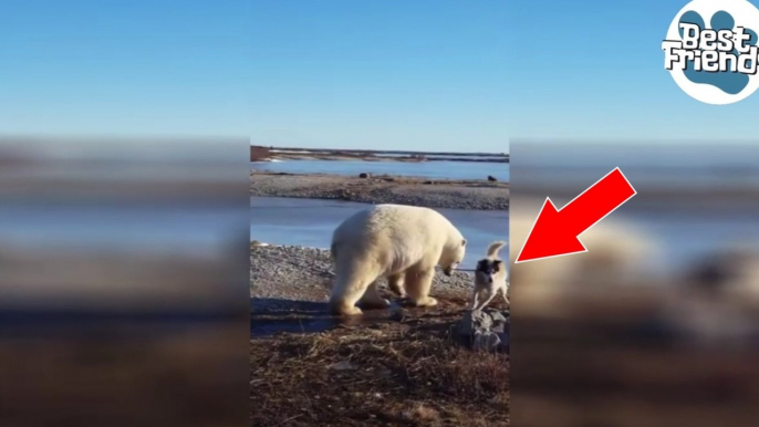 Ein Eisbär und ein Hund, die zusammen spielen!