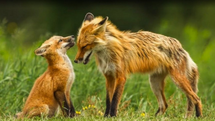 Es ist einfach rührend, wie sich dieses Fuchsmännchen um seinen Nachwuchs kümmert