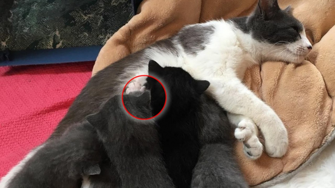 Eine Katze mit Polydaktylie bekommt 5 Junge, die genauso einzigartig sind wie ihre Mama