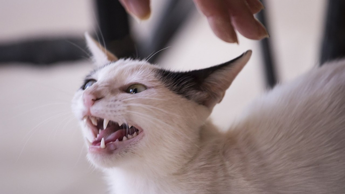 Wenn wir das mit unseren Katzen machen, neigen sie zu Aggressionen. Viele machen es, wenn sie noch ganz klein sind