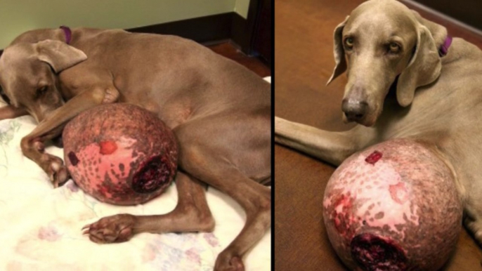 Dieser Hund hatte einen 6 kg schweren Tumor... Eine Tierschutzverein verhalf ihm zu neuem Leben!