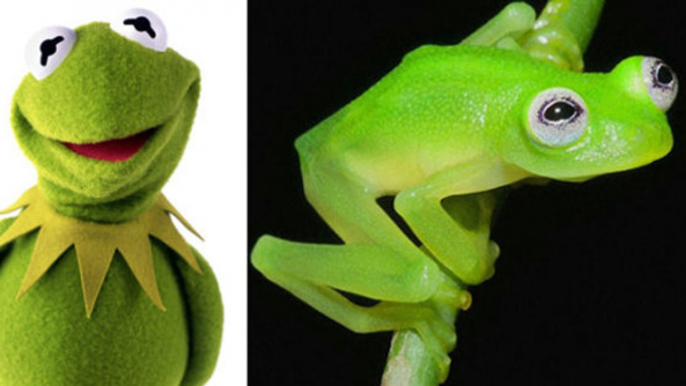 Une nouvelle grenouille, réplique grandeur nature de Kermit, découverte au Costa Rica