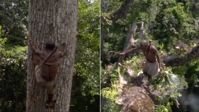 Cet homme grimpe un arbre de 40 mètres de haut pour chercher du miel