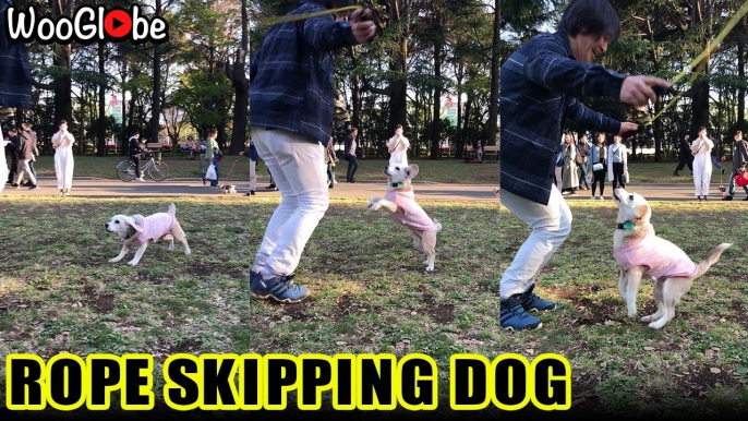 'Adorable dog entertains park visitors by skipping rope with her owner'