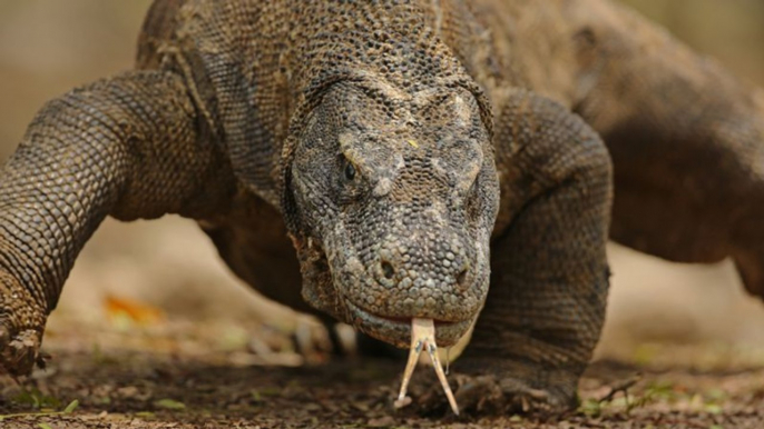 Komodowaran: Das Blut dieses Raubtiers könnte uns das Leben retten