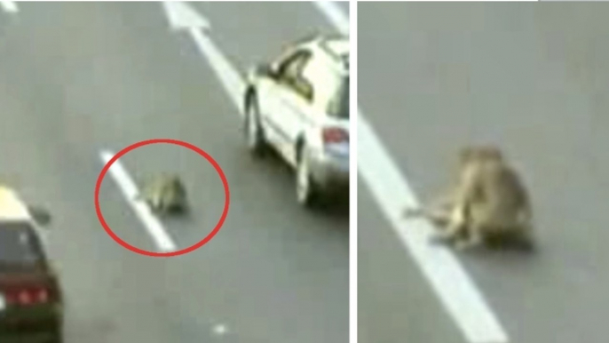 Au péril de sa vie, ce chien porte secours à son compagnon blessé sur l'autoroute. Un manifique geste de solidarité